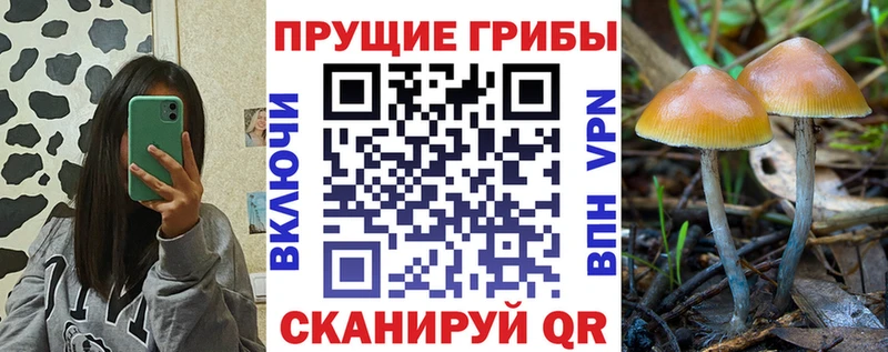 Купить где  Красавино  Галлюциногенные грибы мицелий 